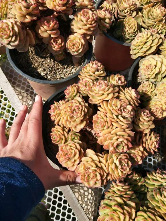 求昆明多肉批发大棚