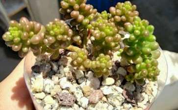 长垣有多肉大棚吗 地址在哪里