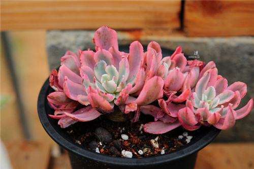 南京哪里有大棚可以寄养多肉