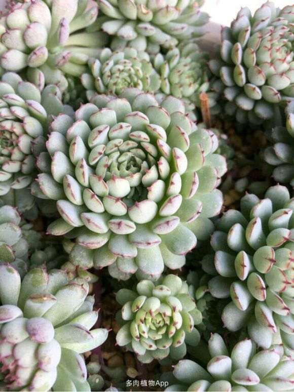 吉林市哪里有多肉