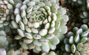 吉林市哪里有多肉大棚 求告知地址