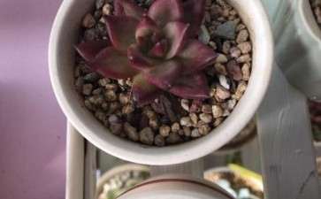 株洲多肉大棚 听说悠移那家倒闭了