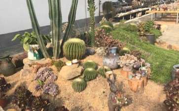 衡阳平湖公园多肉大棚的地址在哪里