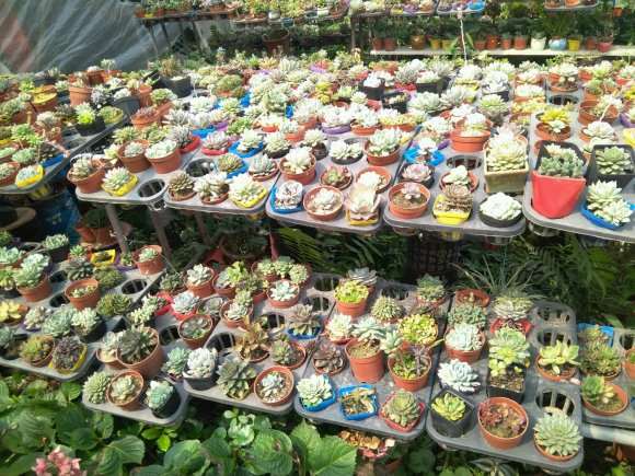 江门那里有多肉大棚