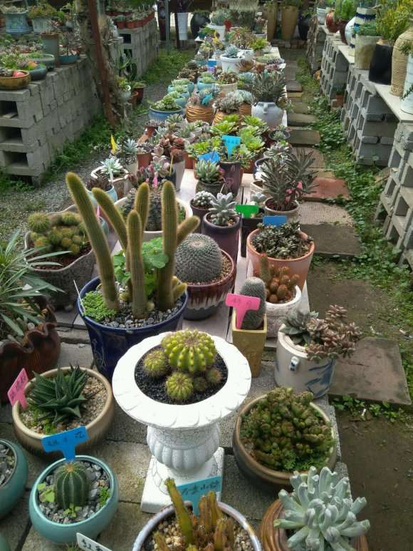 江门那里有多肉大棚