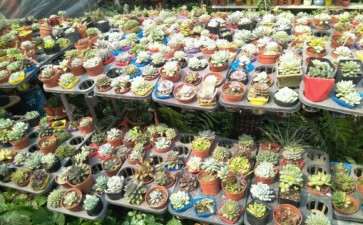 江门那里有多肉大棚 求告诉地址