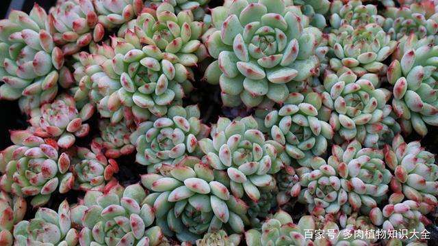 义乌有没有多肉