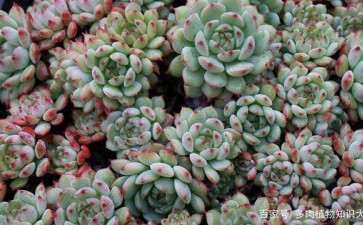 义乌有没有多肉大棚 告知具体地址