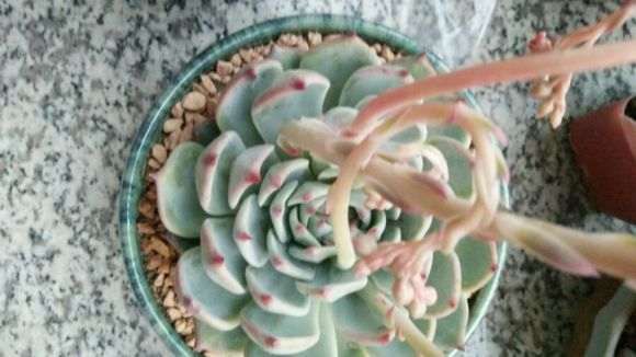 苍山哪里有多肉大棚啊