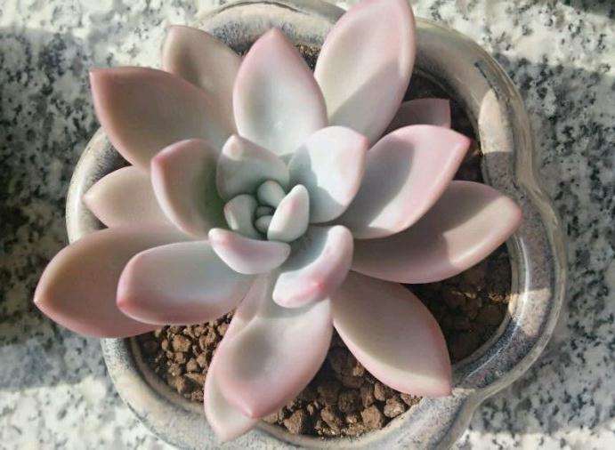 苍山哪里有多肉大棚啊