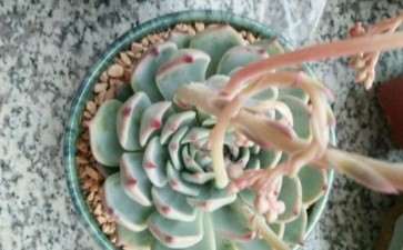 苍山哪里有多肉大棚啊 地址怎么走