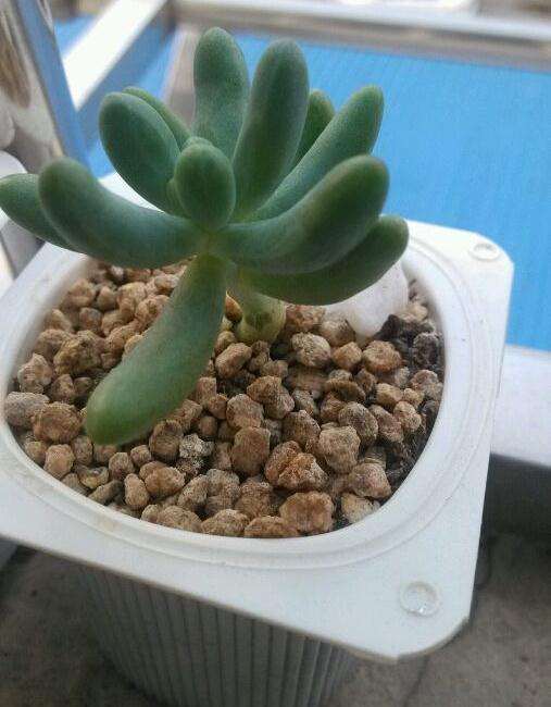 蚌埠有没有多肉