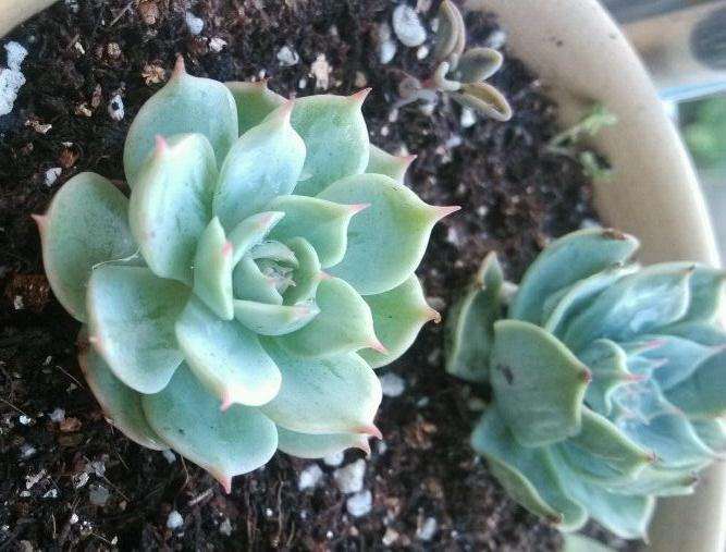 蚌埠有没有多肉