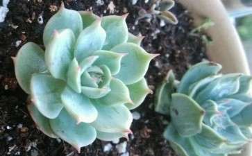 蚌埠有没有多肉大棚的啊 求告知地址