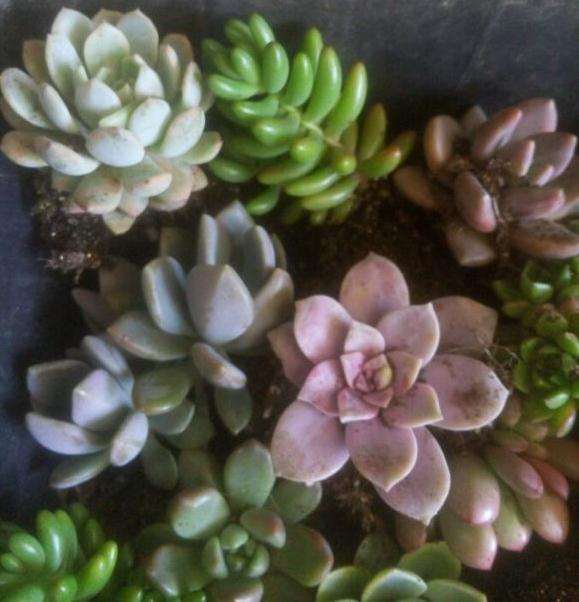 曲周周边那里有多肉大棚