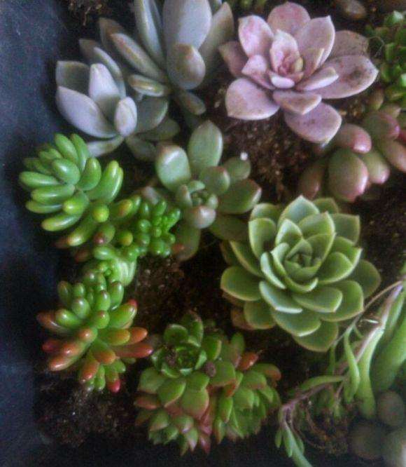 曲周周边那里有多肉大棚