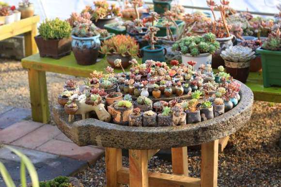 多肉寄养有什么用处和费用多少