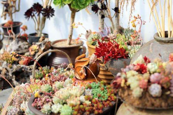 多肉寄养有什么用处和费用多少