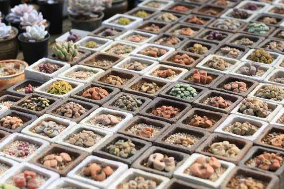 多肉寄养有什么用处和费用多少