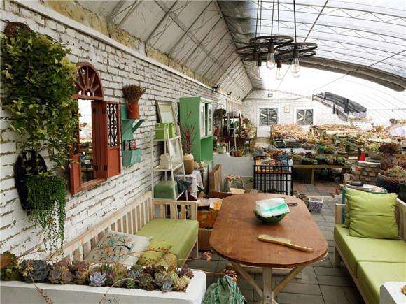 北京大棚提供多肉寄养服务 300元