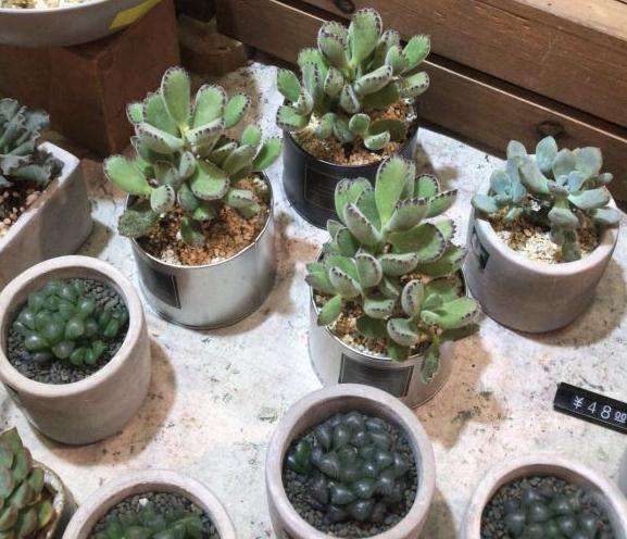 佛山有没有靠谱的多肉大棚