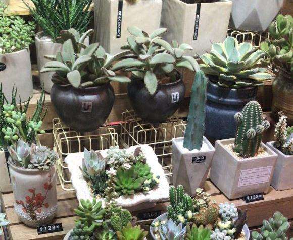 佛山有没有靠谱的多肉大棚