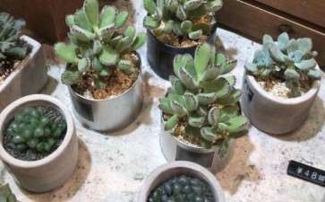 佛山有没有靠谱的多肉大棚 地址在哪里