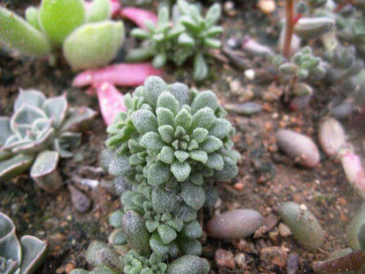 泰安哪里有多肉种植大棚