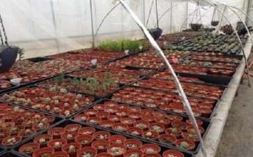 胶州什么地方有多肉大棚