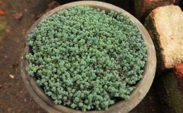 阜新有多肉大棚 地址在什么地方