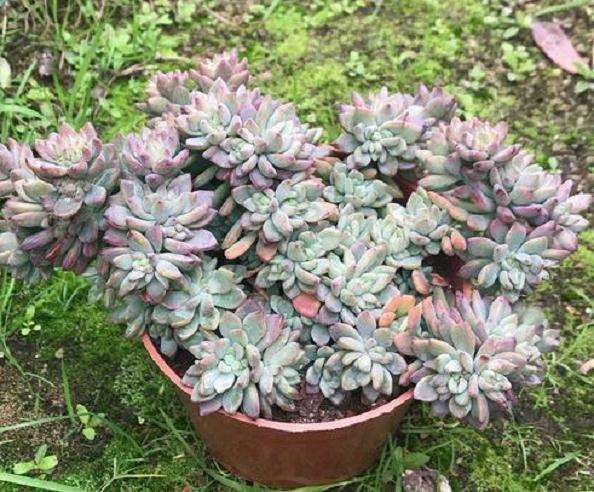 腾冲哪里有多肉大棚