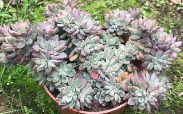 腾冲哪里有多肉大棚 想买批发多肉