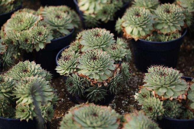 歙县有没有多肉大棚