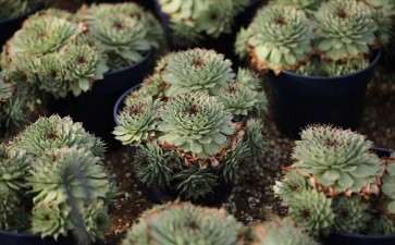 歙县有没有多肉大棚 不知道地址