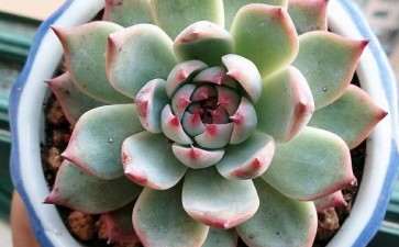 淮安哪里有多肉大棚 韩侯大道那边