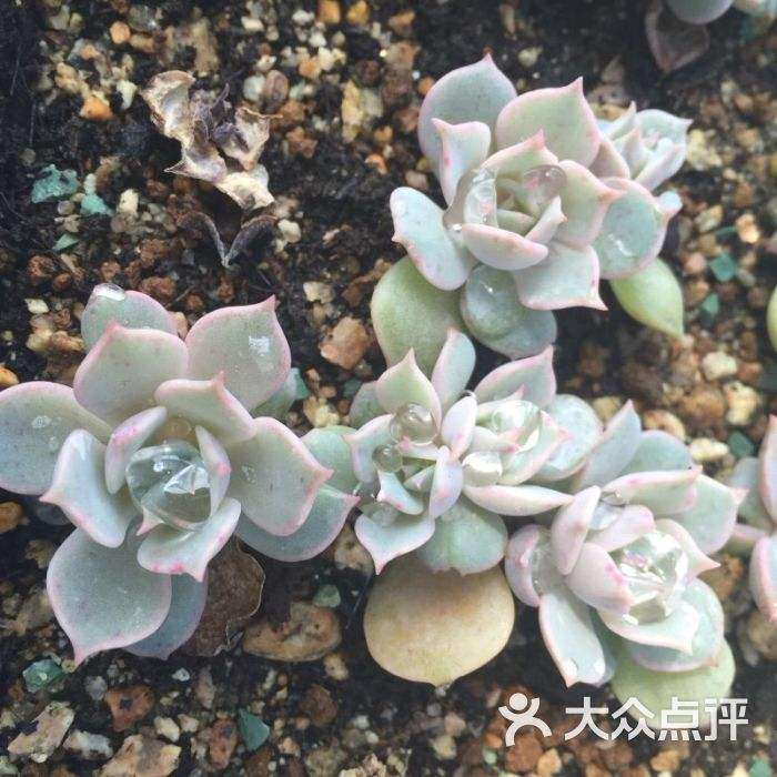 茌平哪里有多肉植物大棚啊