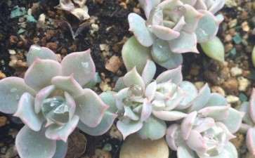 茌平哪里有多肉植物大棚啊