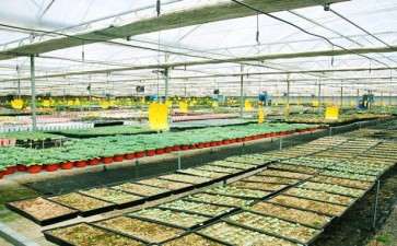 莒县多肉大棚哪里有 求地址