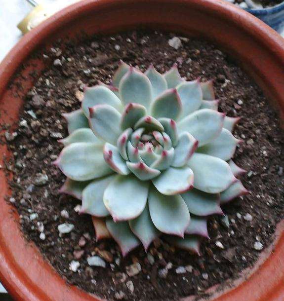 滕州附近有多肉大棚吗