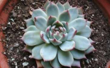 滕州附近有多肉大棚吗 地址在哪里