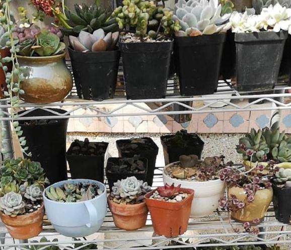 胶南附近有没有多肉大棚