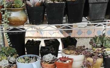 胶南附近有没有多肉大棚 具体地址嘛