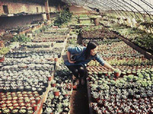 昌邑哪里有多肉大棚