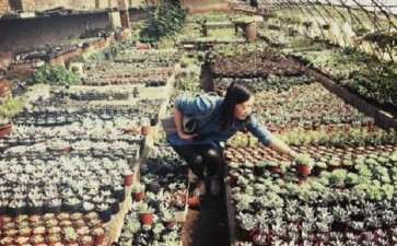 昌邑哪里有多肉大棚 谁知道地址