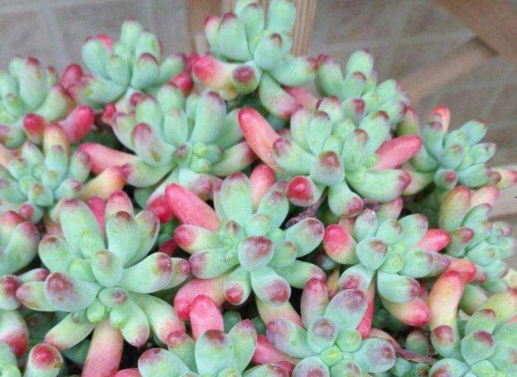 萧山哪里有种植多肉的大棚