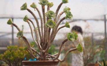 杭州哪里有对外开放的多肉大棚