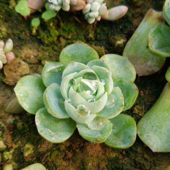 昆明多肉刘一兵的大棚在哪里