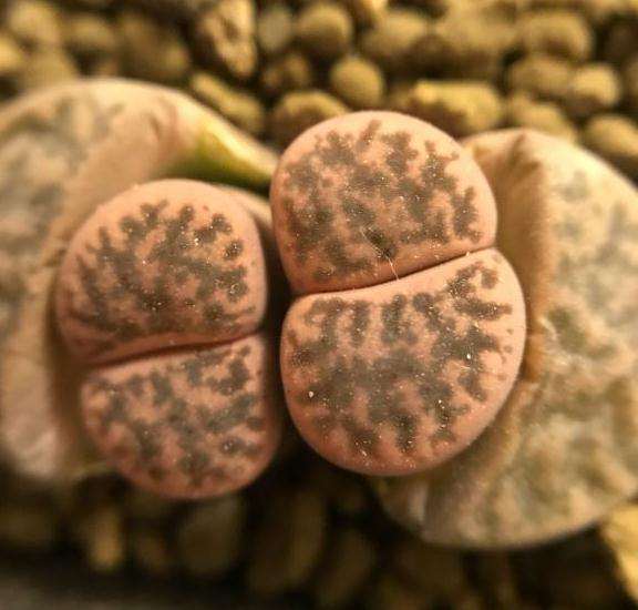 烟台有养番杏类的多肉大棚吗