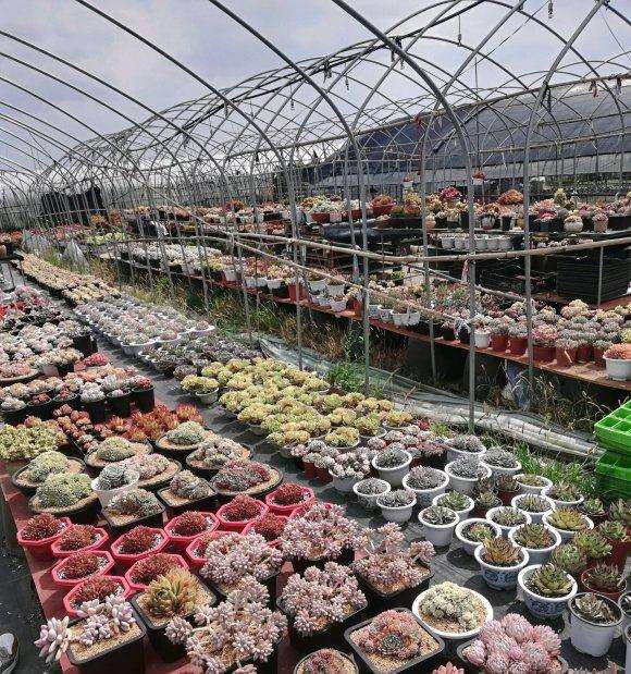 江苏苏州吴中区多肉大棚转让