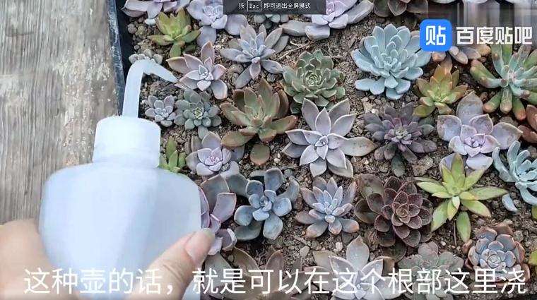 秋天怎么给多肉叶子浇水的方法